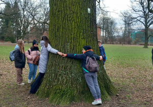 W parku Źródliska, uczniowie mierzą obwód drzewa pomnikowego.