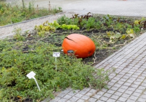 Fragment nasadzeń z dynią w roli głównej