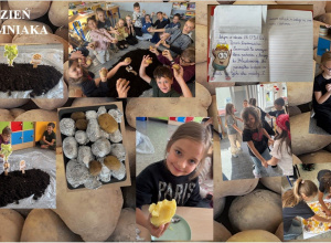 Dzień Ziemniaka w klasie II b