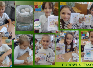 Hodowla fasoli w klasie 2a