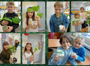 Efekty hodowli fasoli w klasie 2a