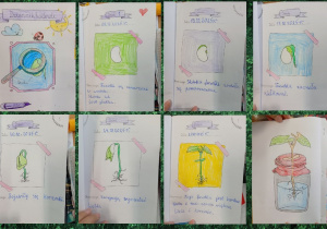 Na zdjęciu przedstawiono poszczególne strony dzienniczka hodowli fasoli. Widać zapisy i rysunki dokumentujące kolejne etapy wzrostu rośliny — od zasadzenia nasiona, przez kiełkowanie, aż po rozwinięcie liści.