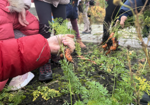 Uczniowie klasy 1a wyrywają marchew z ziemi.