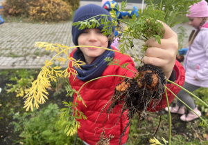 Leon dumnie pozuje z wyrwaną przez siebie marchwią.
