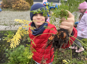 Marchewkowe zbiory w szkolnym ogródku – wspólna praca klas: 1a i 4d
