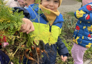 Tymek z radością pokazuje marchewkę, którą udało mu się zebrać.