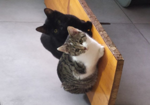 Zwierzęta w schronisku.