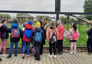 Uczniowie klas trzecich obserwują karmienie tygrysów.