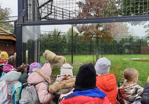 Uczniowie klas trzecich obserwują karmienie lwów.