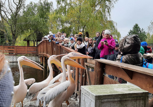 Uczniowie klas trzecich obserwują pelikany.