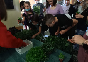 Akcja szkolnego wolontariatu- sprzedaż roślin na rzecz Oliwii Krzemińskiej