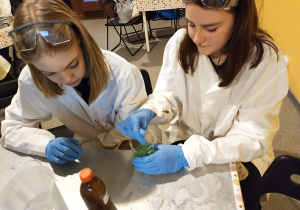 Uczennice podczas warsztatów z "Szalonej chemii" przygotowują żelową substancję